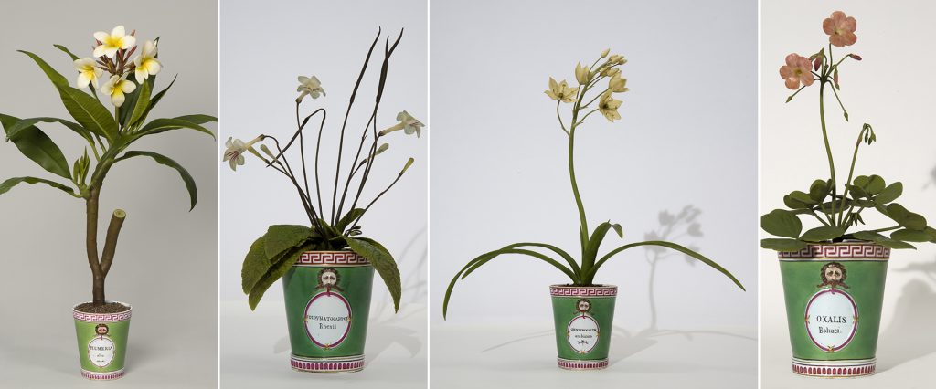 Modelli botanici in cera raffiguranti piante esotiche, sec. XVIII-XIX, Museo di Storia Naturale di Firenze, La Specola