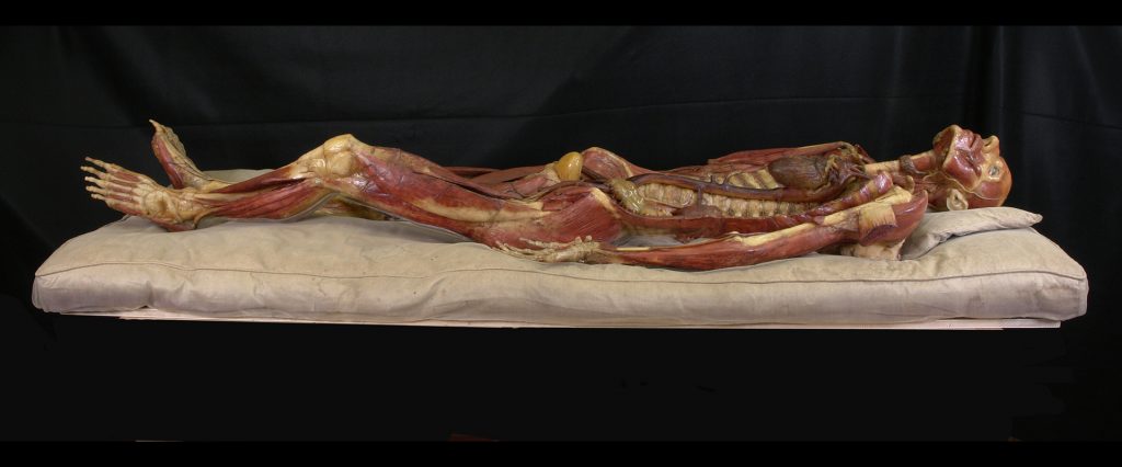 Andrea Corsi, scultura anatomica in cera del cosiddetto “Spellato”, XVIII sec., Università di Parma