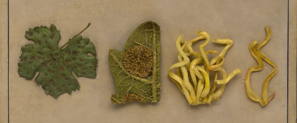 Quattro tavole botaniche in cera del Museo La Specola di Firenze